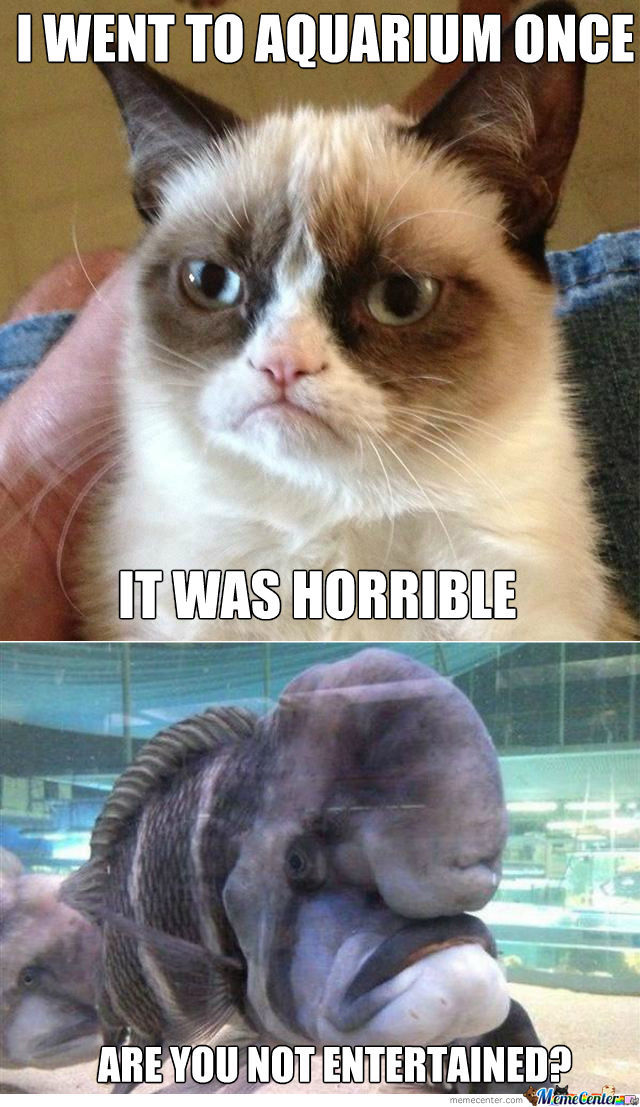 Grumpy Cat Meets Grumpy Fish