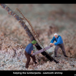 Helping the Lumberjacks - Sawtooth Shrimp by Jason Isley