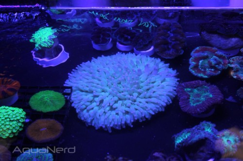 Picture Of The Week Heliofungia Plate Coral Aquanerd