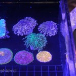 LPS Corals at NextWave