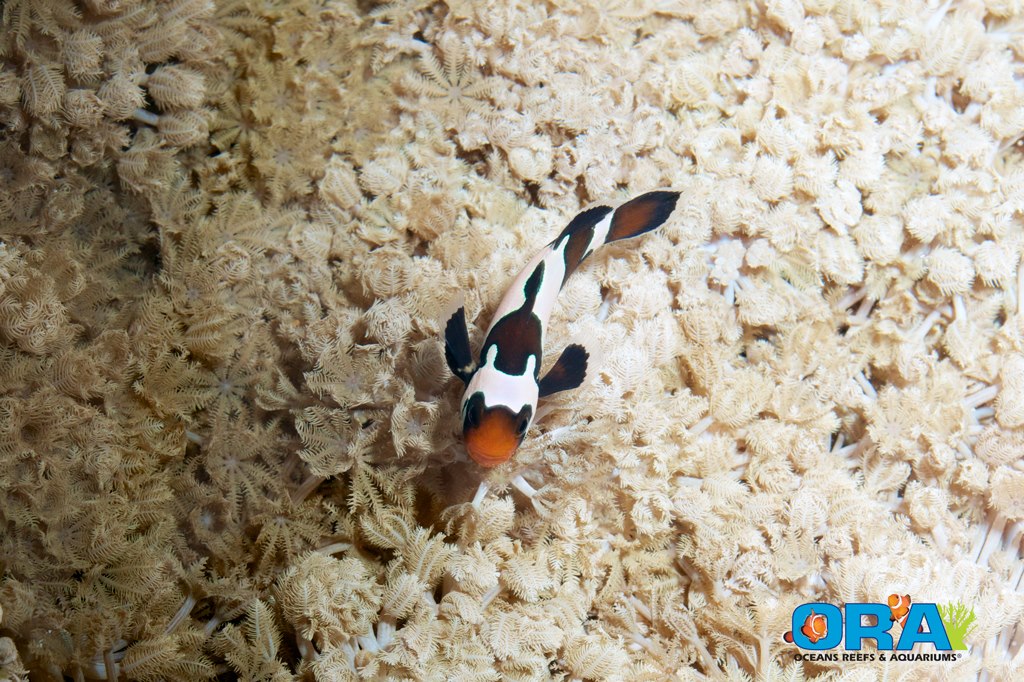 ORA Easter Bunny Clownfish