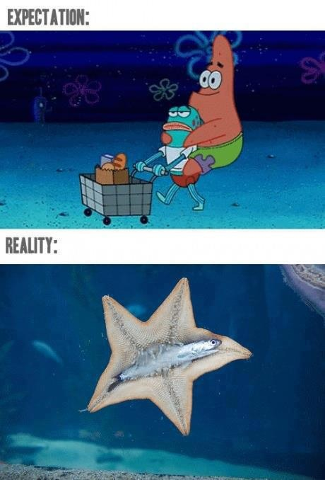Starfish Expectation Reality