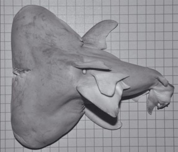 Two-headed Bull Shark Fetus