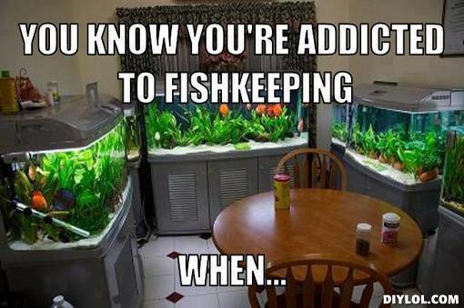 Addicted to Fishkeeping