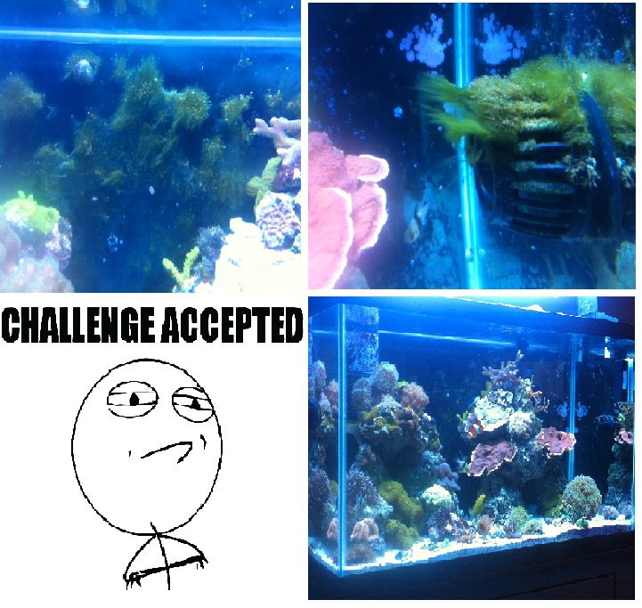 Challenge Accepted Tank