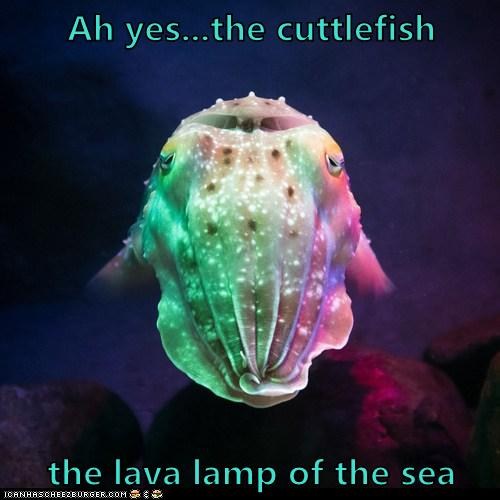 Cuttlefish Lava Lamp