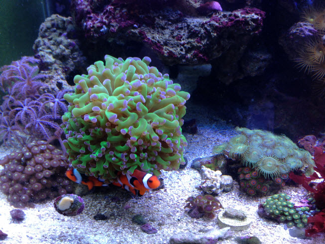 Frogspawn with Clownfish