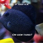 Gem Tang or Ick