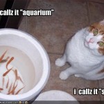 LOL Cat Aquarium Soup