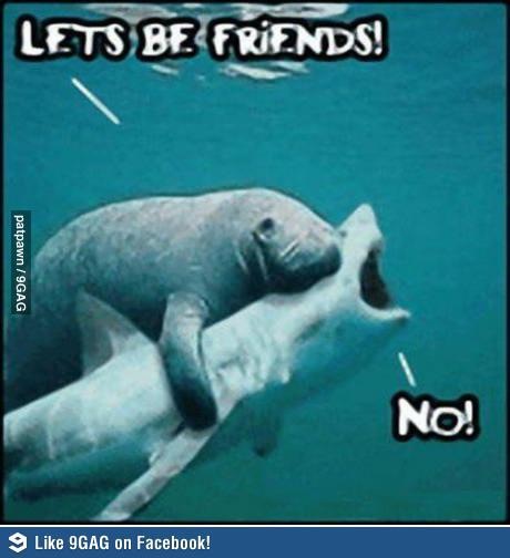 Manatee Shark Friends