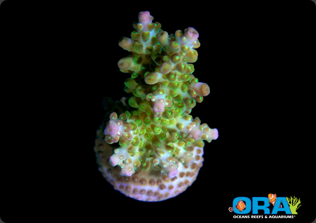 ORA Ant (Acropora) Insignis