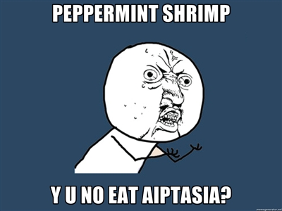 Peppermint Shrimp No Eat Aiptasia