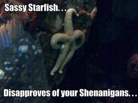 Sassy Starfish