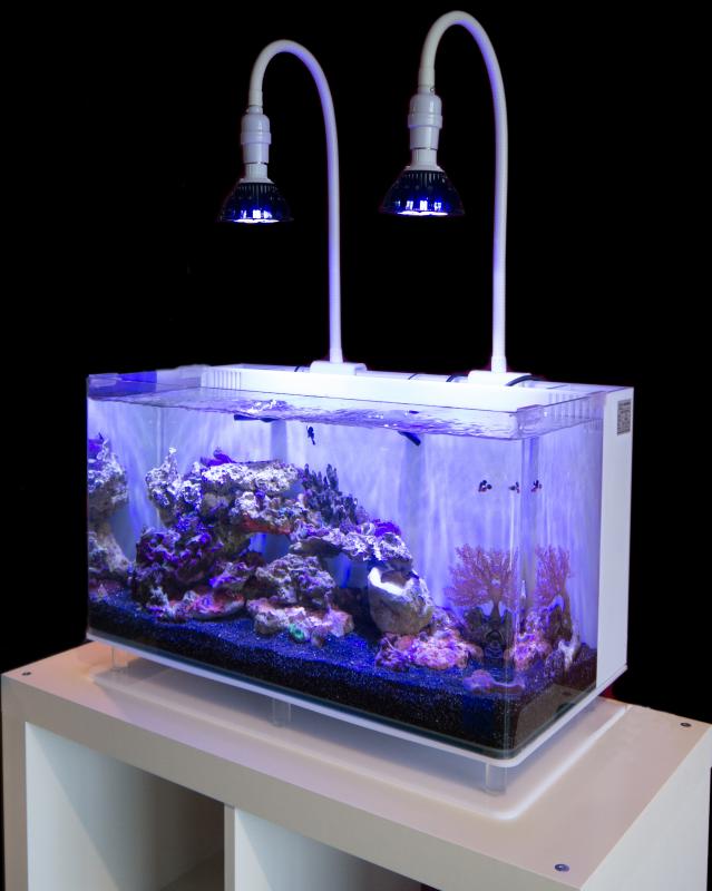 Coral Compulsion Lamp Clamp LED