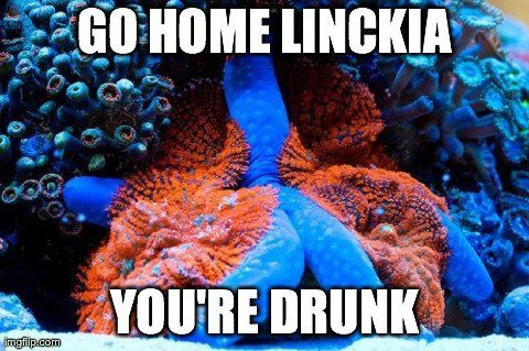 Go Home Drunk Linckia Starfish
