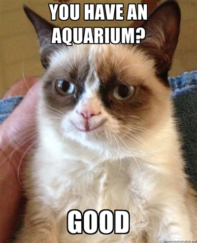Grumpy Cat Happy Aquarium