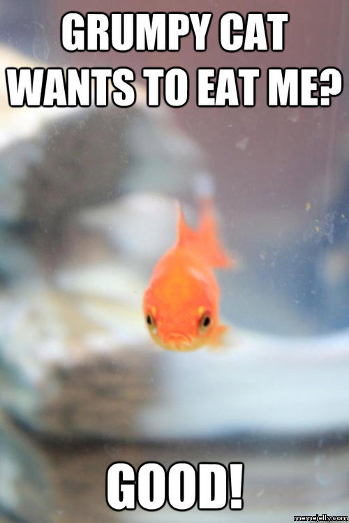 Grumpy Goldfish
