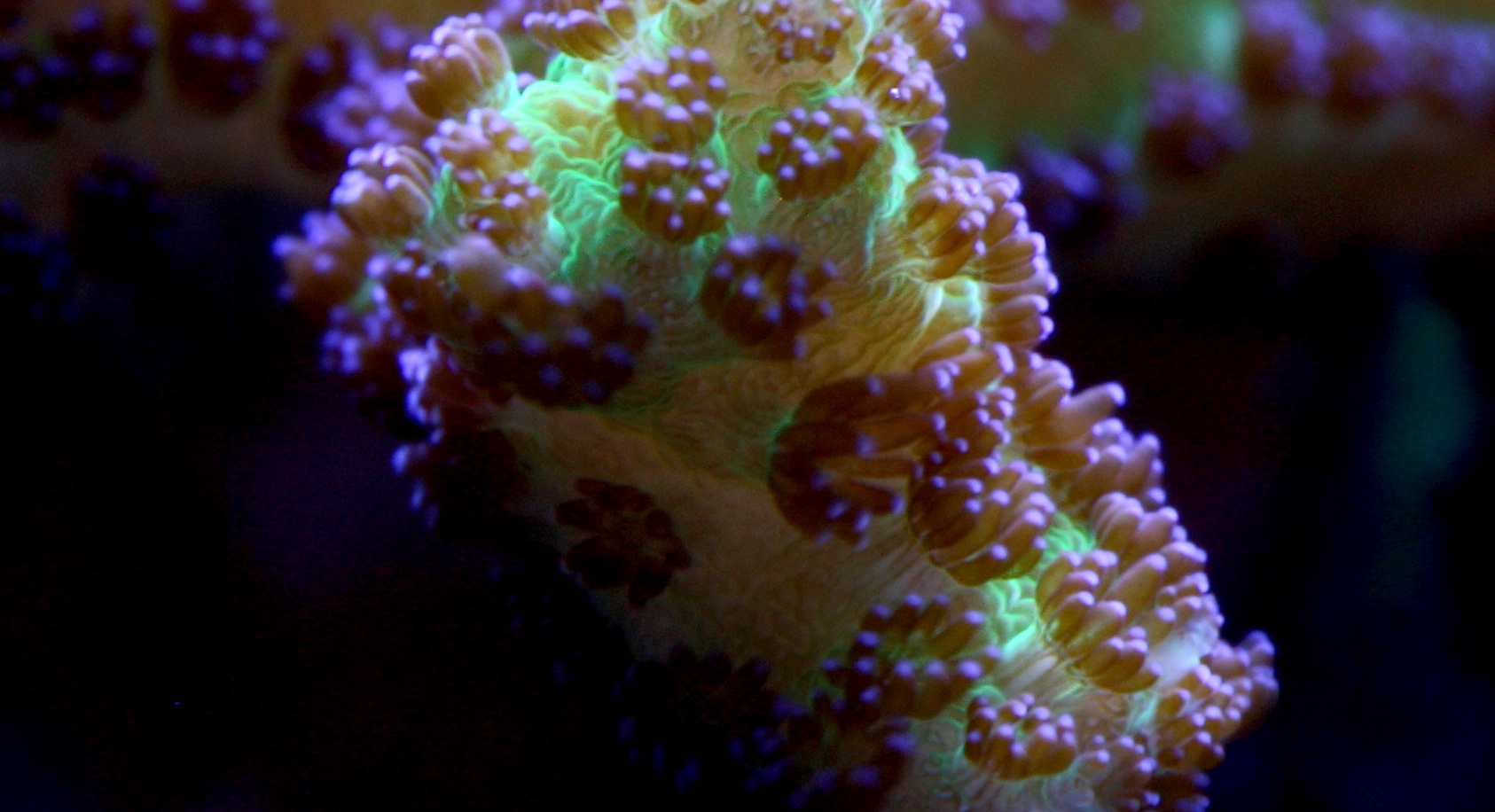 ID That SPS Coral