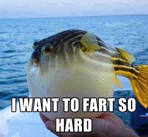 Pufferfish Wants to Fart