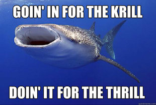 Whale Shark Goin' In For The Krill