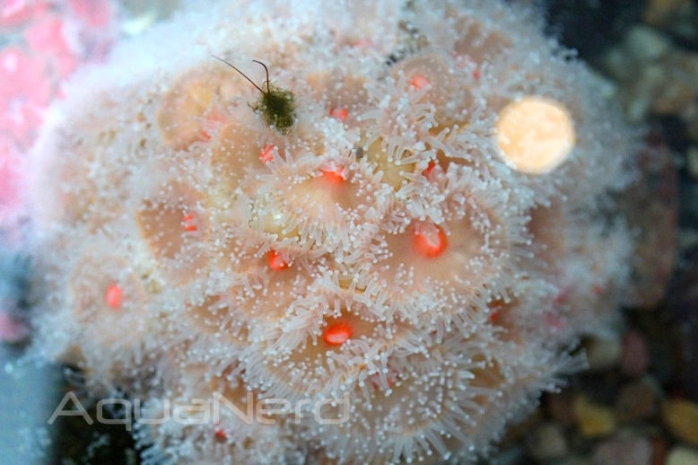 Coldwater Corynactis Anemone