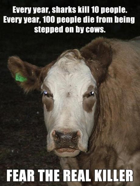 Cows the Real Killer
