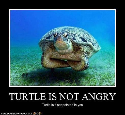 Disappointed Turtle