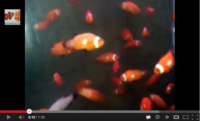 Dotted Clownfish Video