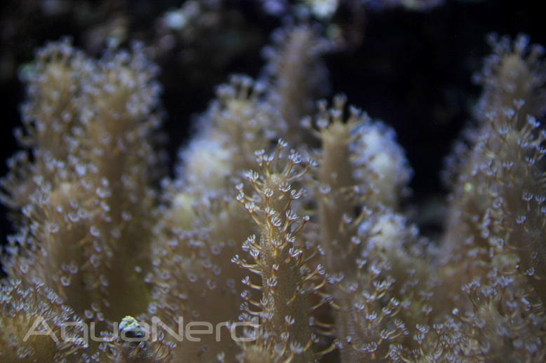 Sinularia Leather Coral Moody Gardens