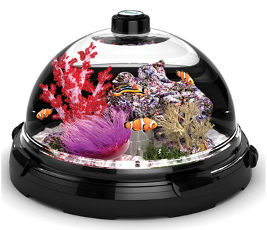 Tabletop Saltwater Aquarium