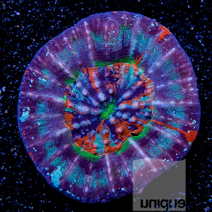 Unique Corals Supernova Scolymia