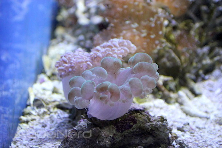 Bubble Coral at Moody Gardens