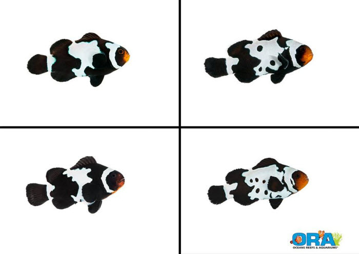 ORA Black Snowflake Clownfish