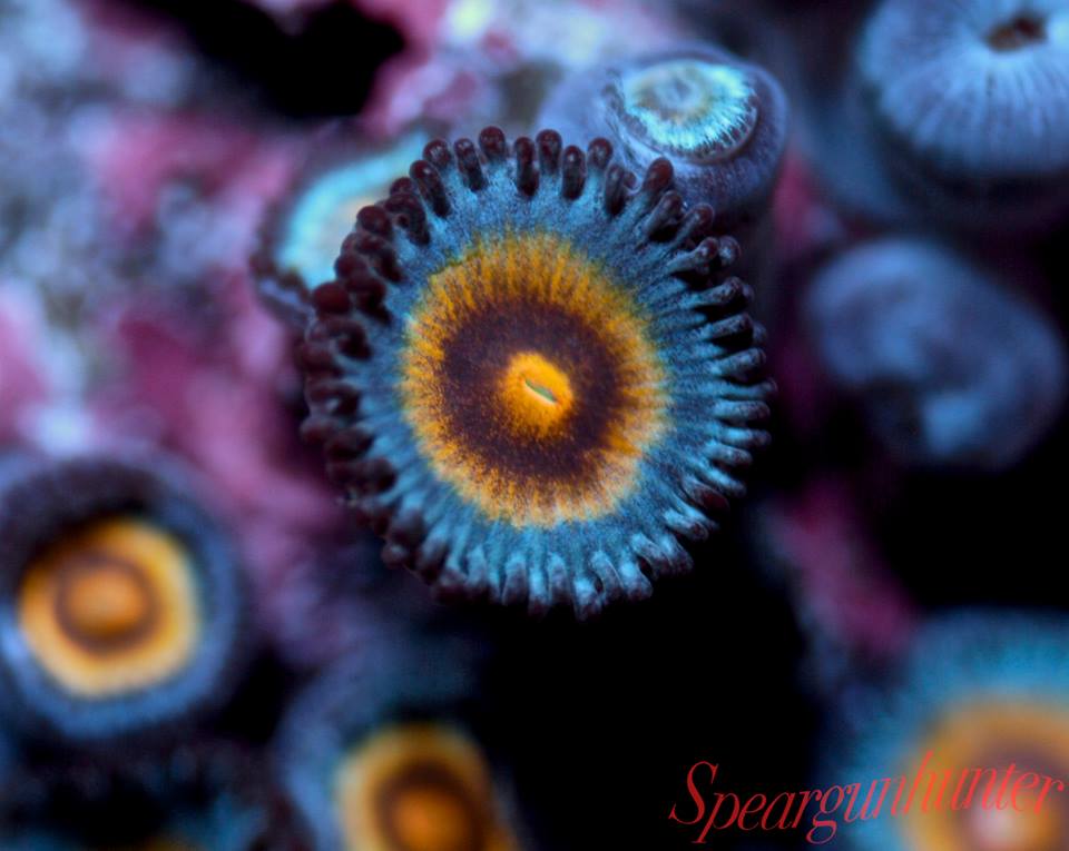 Reefer's Cove Wolverine Zoanthid