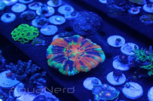 Beautiful Corals Master Scolymia