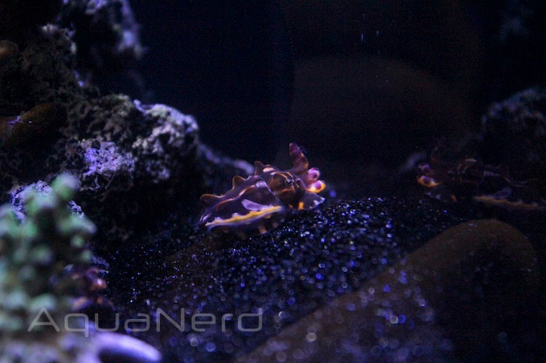 Captive Bred Flamboyant Cuttlefish