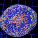 Frag Junky Rainbow Plate Coral MACNA
