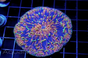 Frag Junky Rainbow Plate Coral MACNA