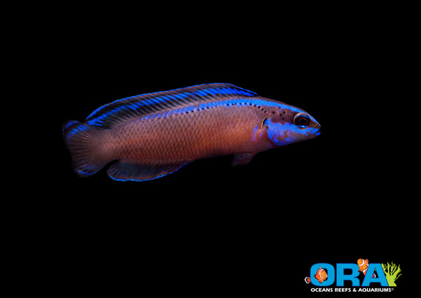 ORA Black Neon Dottyback