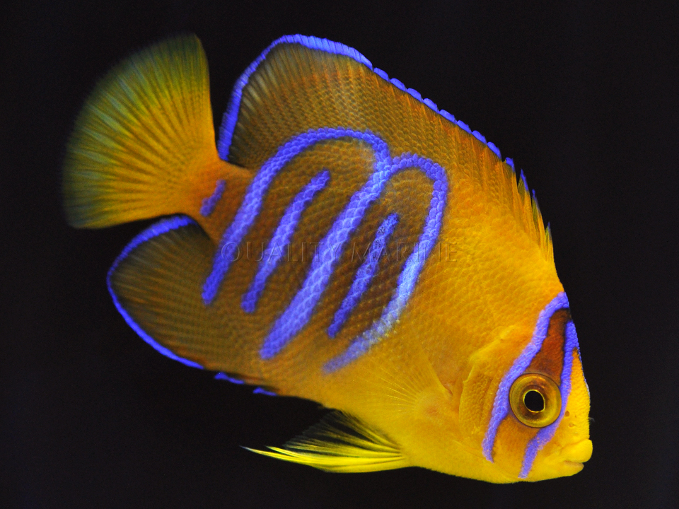 Quality Marine Captive Bred Clarion Angel 2