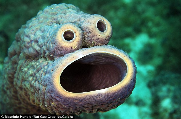 Caribbean Cookie Monster Sponge