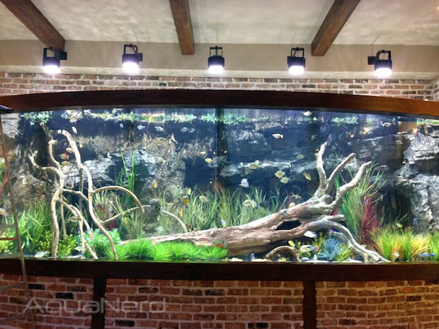 Fish Gallery Freshwater Display