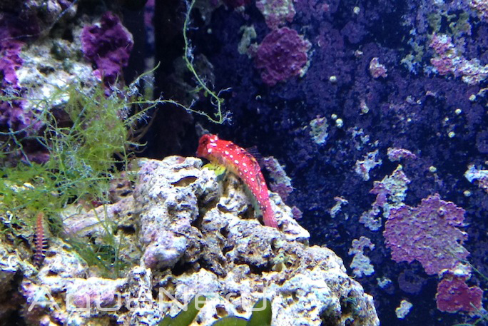 Fish Gallery Red Scooter Blenny