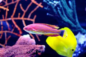 McCosker's Flasher Wrasse (Paracheilinus mccoskeri) | AquaNerd