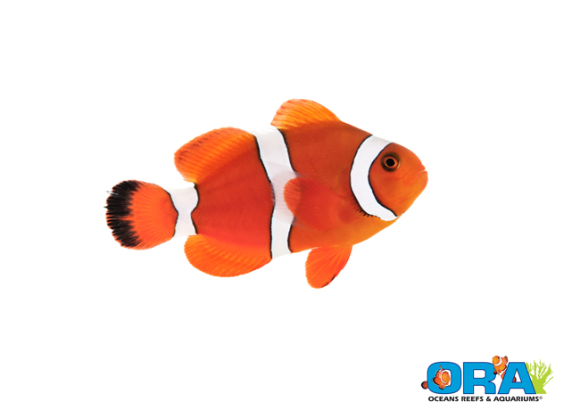 ORA Blood Orange Clownfish