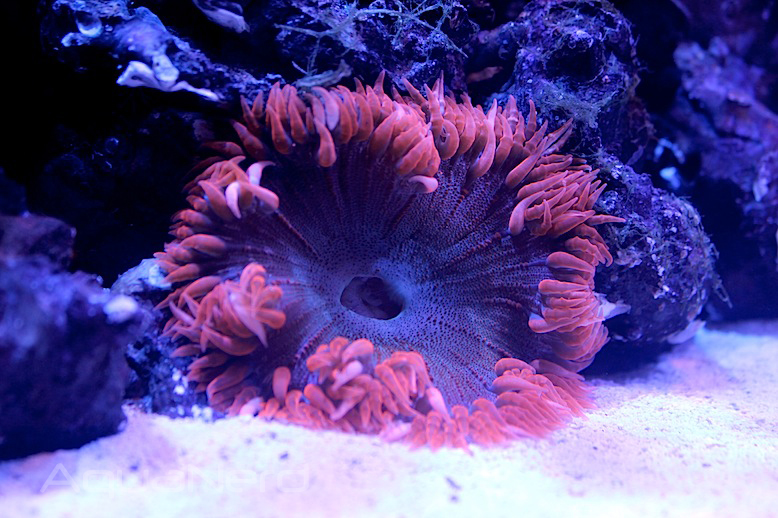 Red Flower Anemone