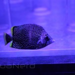 Wrought Iron Butterflyfish