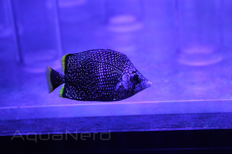 Wrought Iron Butterflyfish