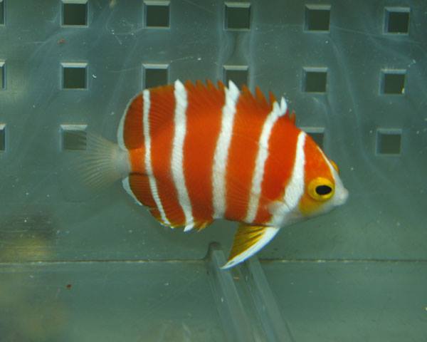 Blue Harbor Peppermint Angelfish