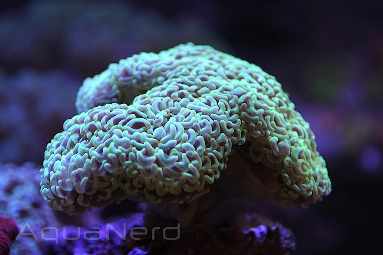 Green Hammer Coral